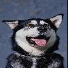  1219