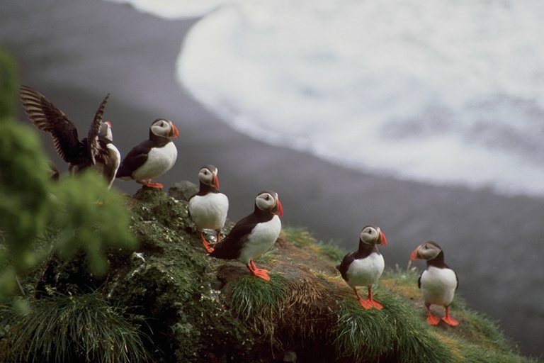  Falconiformes songbird bird