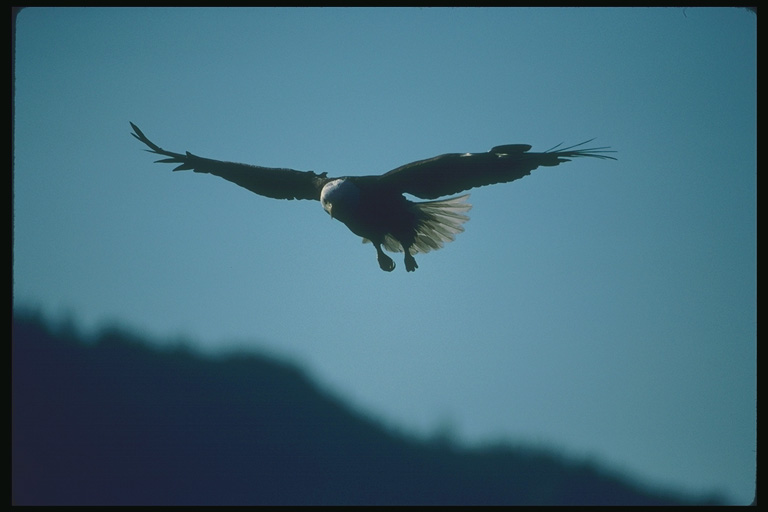  Falconiformes songbird bird