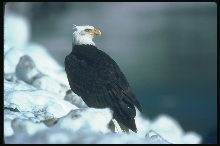  Falconiformes songbird bird