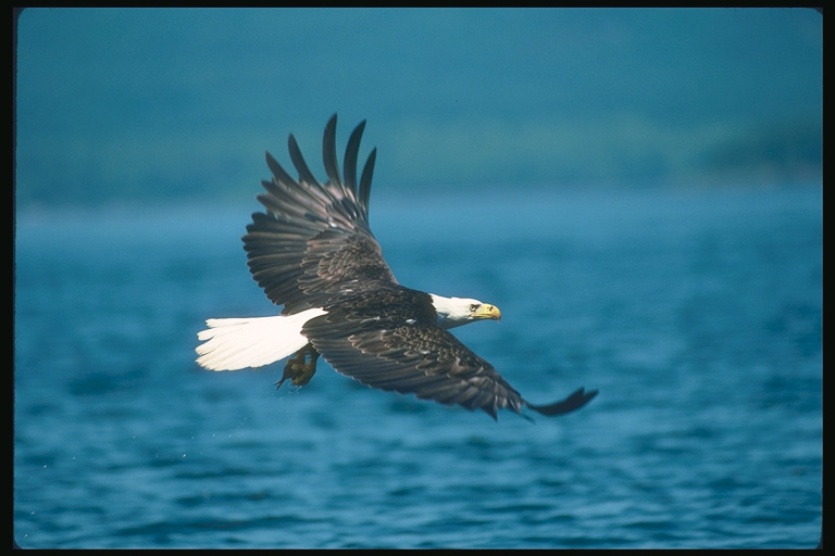  Falconiformes songbird bird