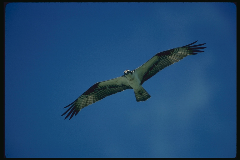  Falconiformes songbird bird