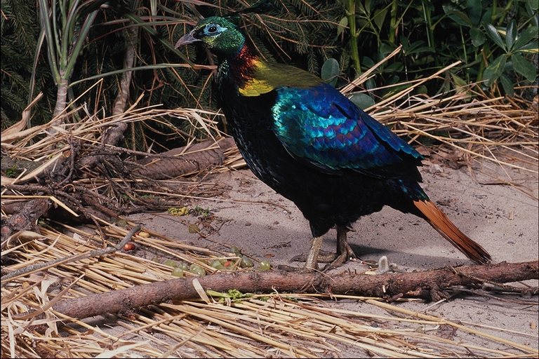  Falconiformes songbird bird