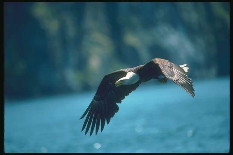  Falconiformes songbird bird