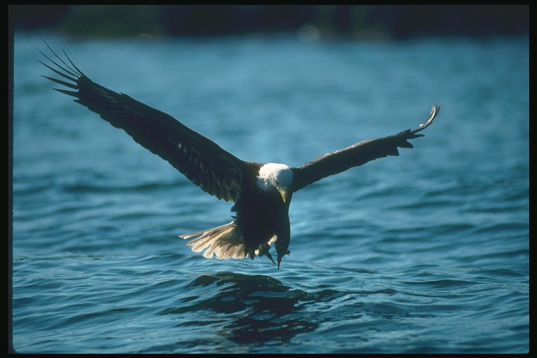  Falconiformes songbird bird