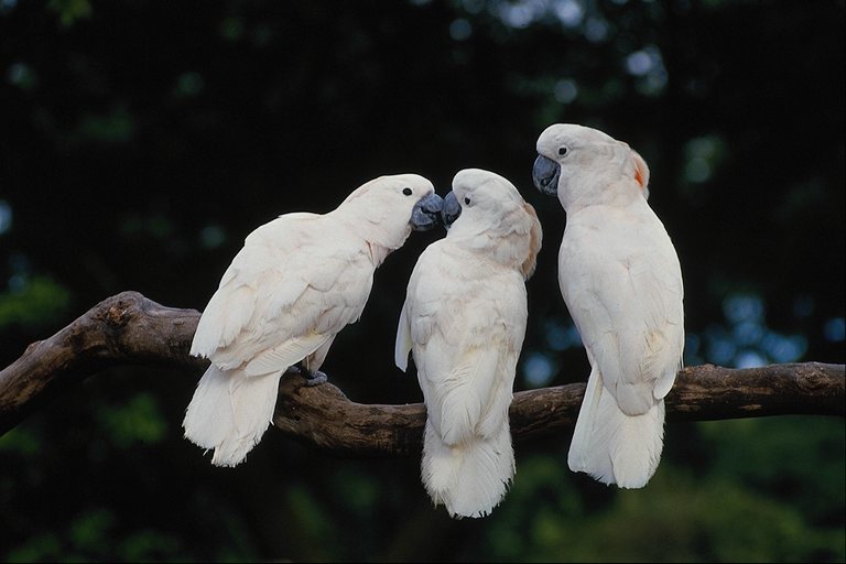  Falconiformes songbird bird