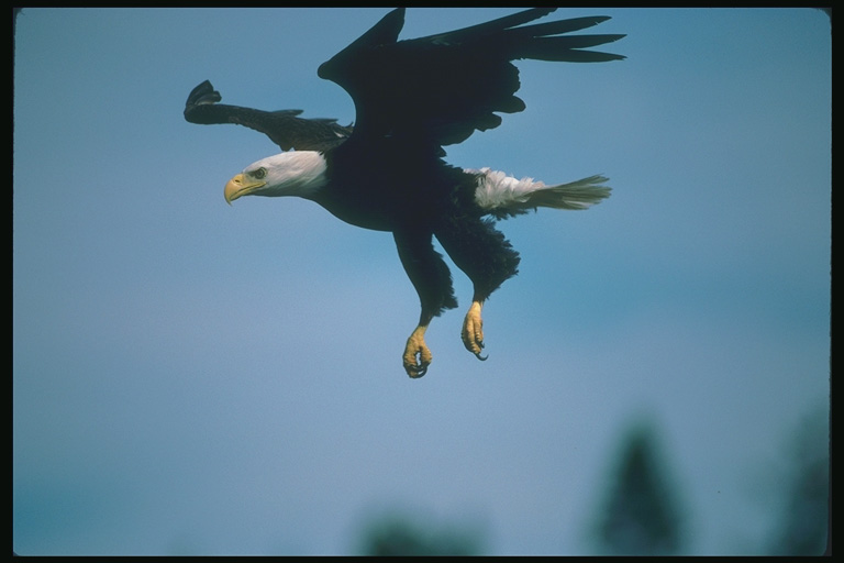  Falconiformes songbird bird