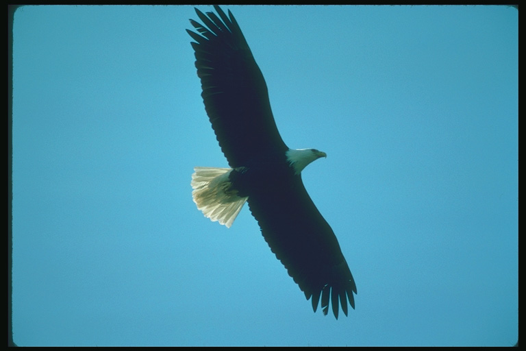  Falconiformes songbird bird