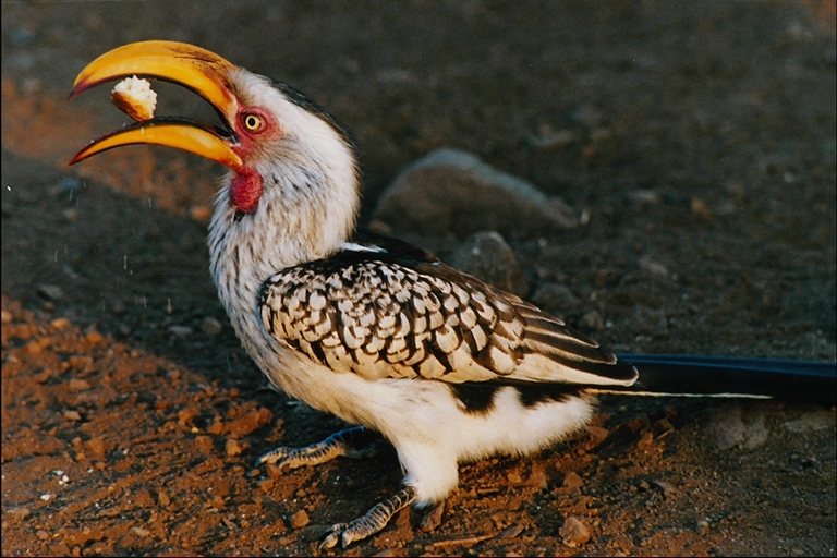  Falconiformes songbird bird