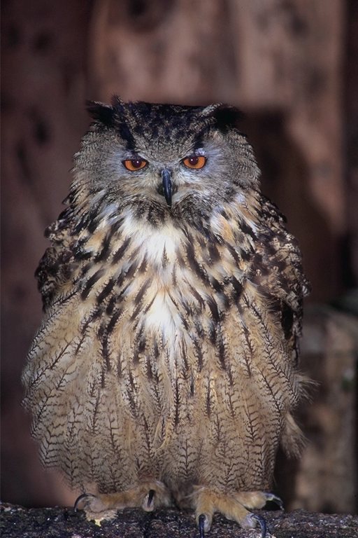  Falconiformes songbird bird