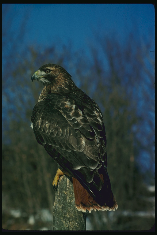  Falconiformes songbird bird