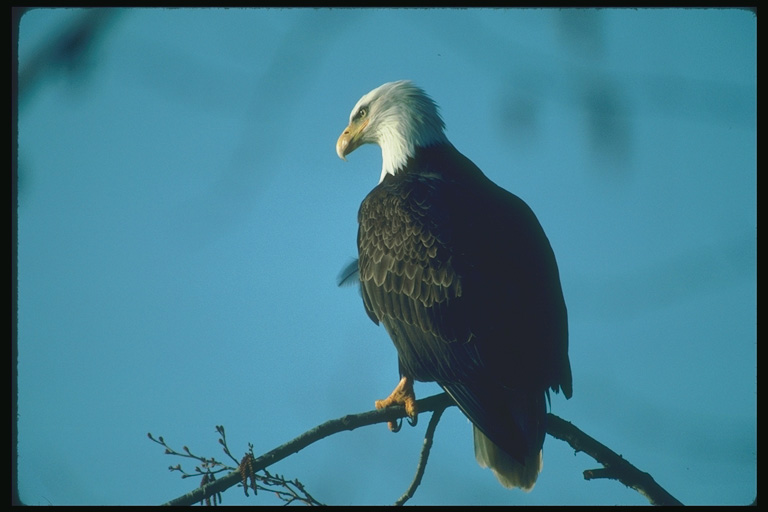  Falconiformes songbird bird