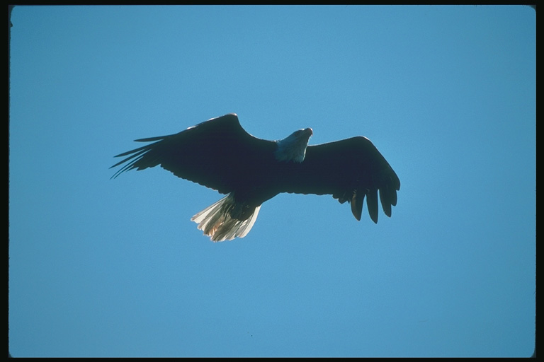  Falconiformes songbird bird