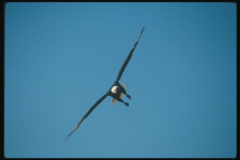  Falconiformes songbird bird