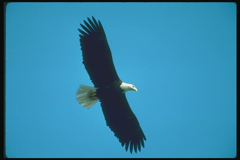  Falconiformes songbird bird