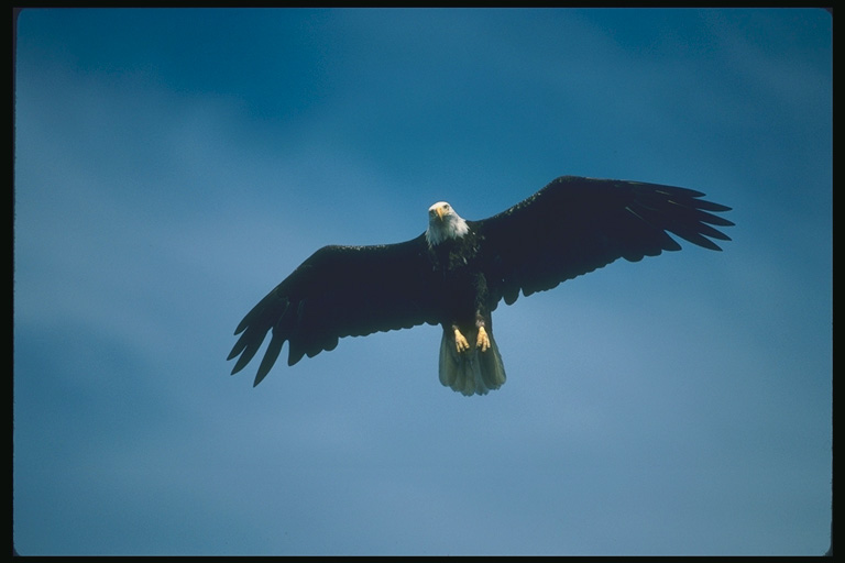  Falconiformes songbird bird