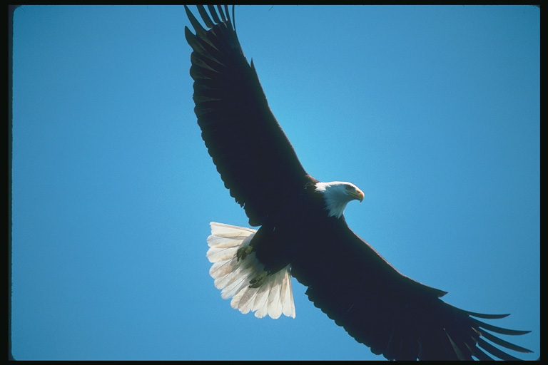  Falconiformes songbird bird