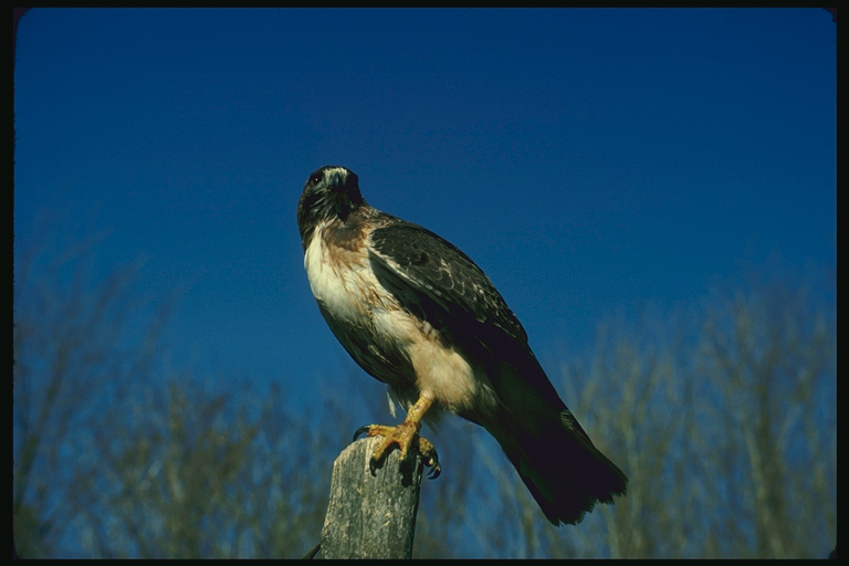  Falconiformes songbird bird