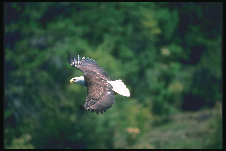  Falconiformes songbird bird