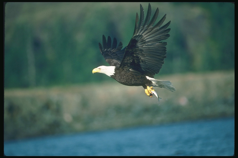  Falconiformes songbird bird