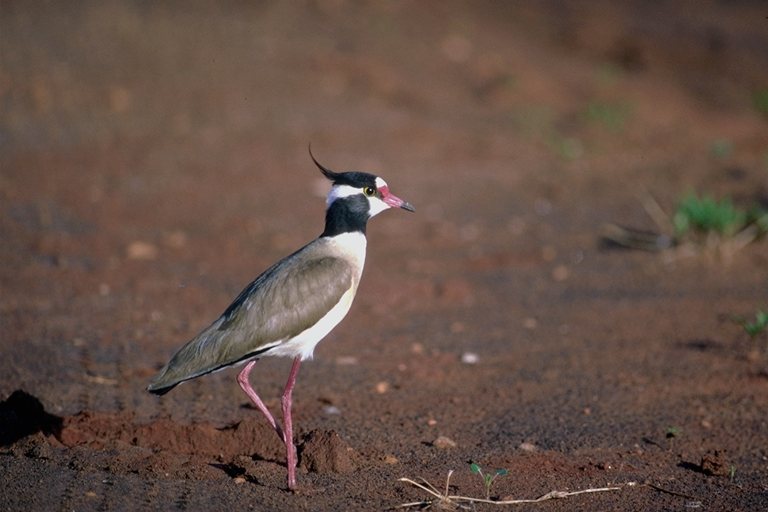  Falconiformes songbird bird