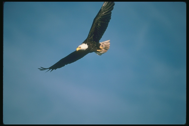  Falconiformes songbird bird