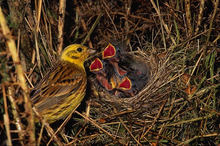  Falconiformes songbird bird