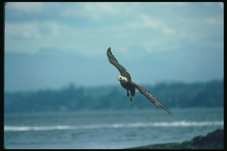  Falconiformes songbird bird