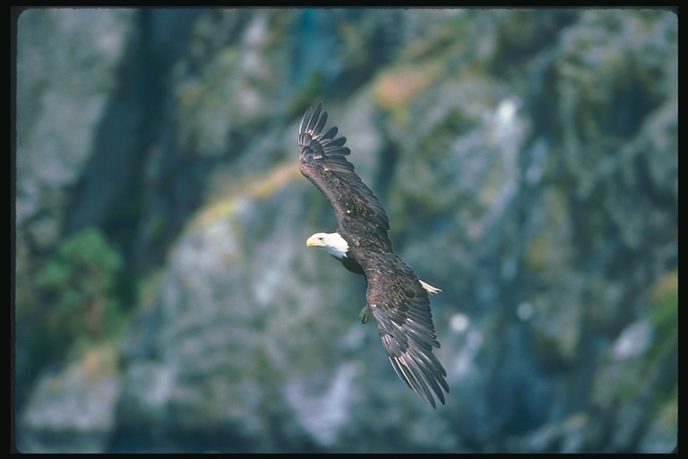  Falconiformes songbird bird