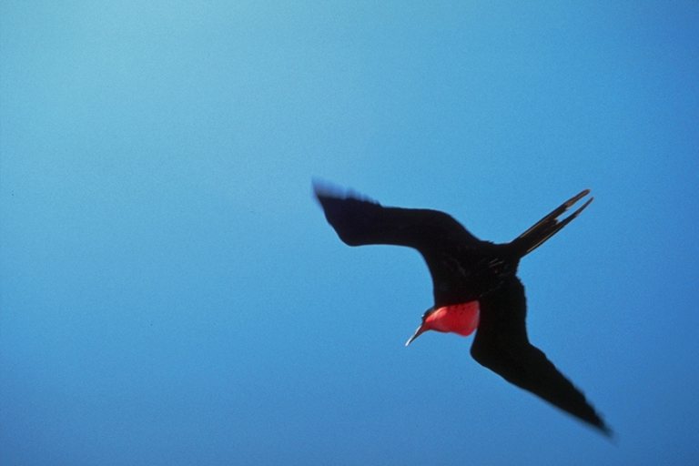  Falconiformes songbird bird