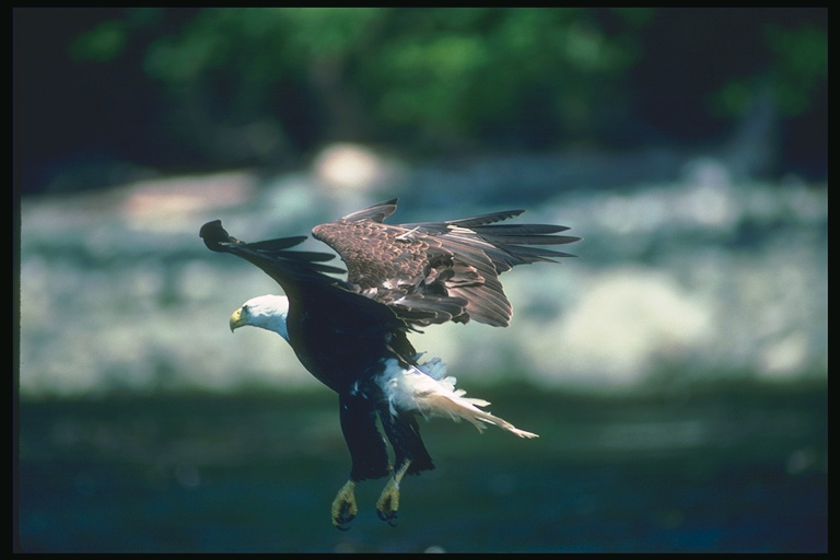  Falconiformes songbird bird