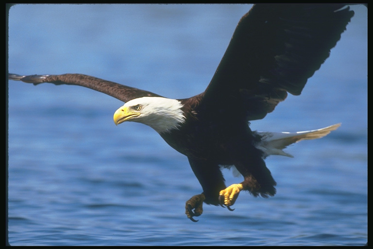  Falconiformes songbird bird