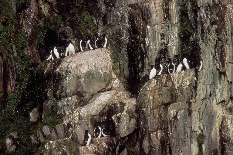  Falconiformes songbird bird