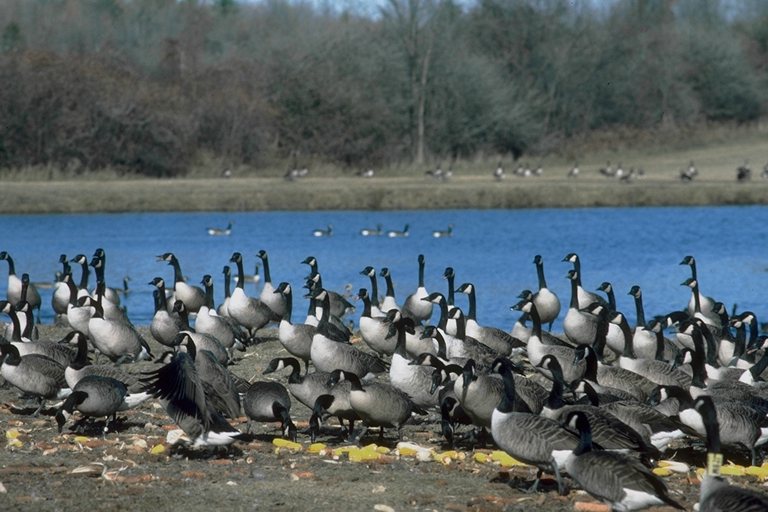 ����� Falconiformes songbird bird
