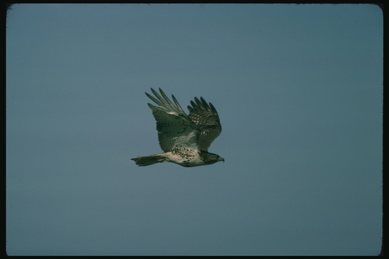  Falconiformes songbird bird