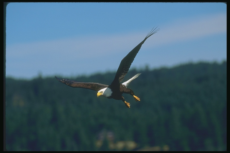  Falconiformes songbird bird