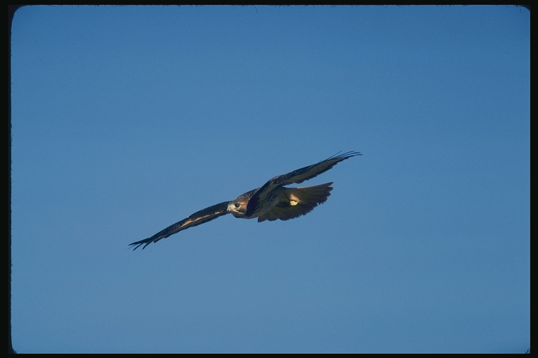  Falconiformes songbird bird