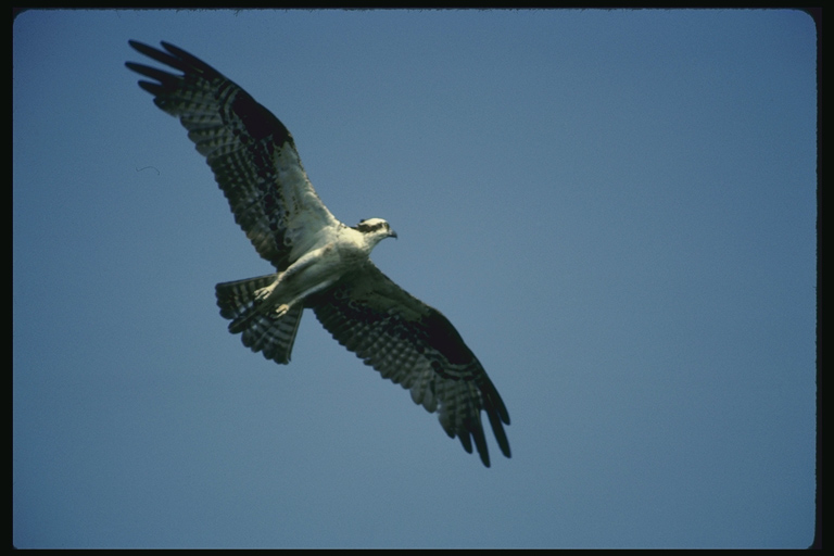  Falconiformes songbird bird