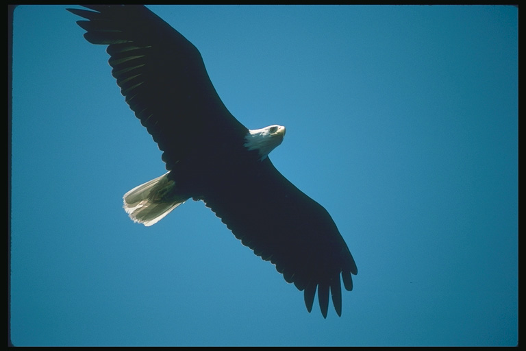  Falconiformes songbird bird