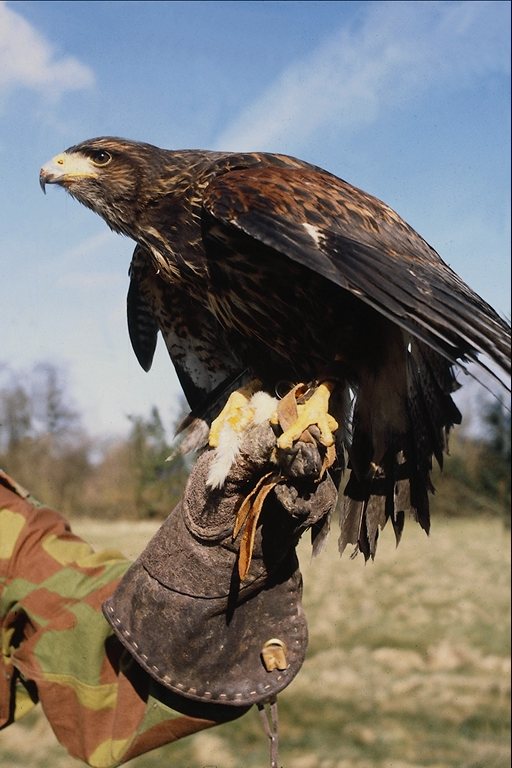  Falconiformes songbird bird