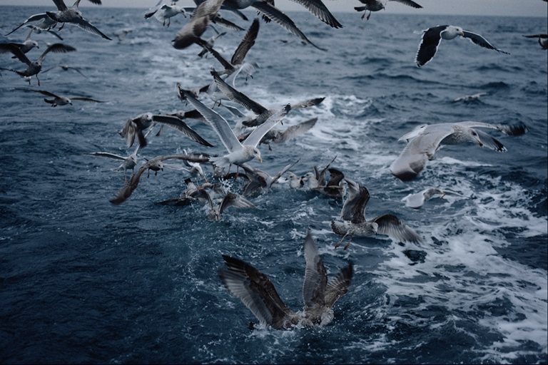  Falconiformes songbird bird