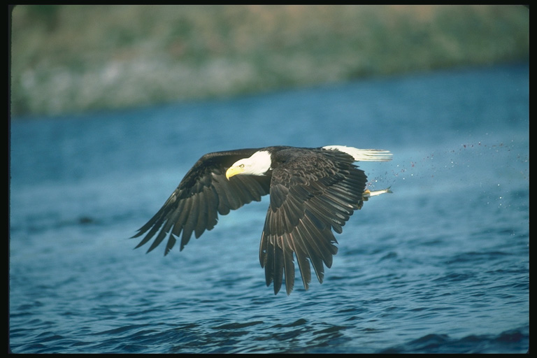  Falconiformes songbird bird