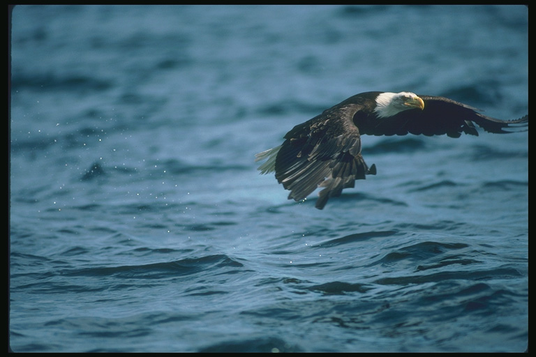  Falconiformes songbird bird