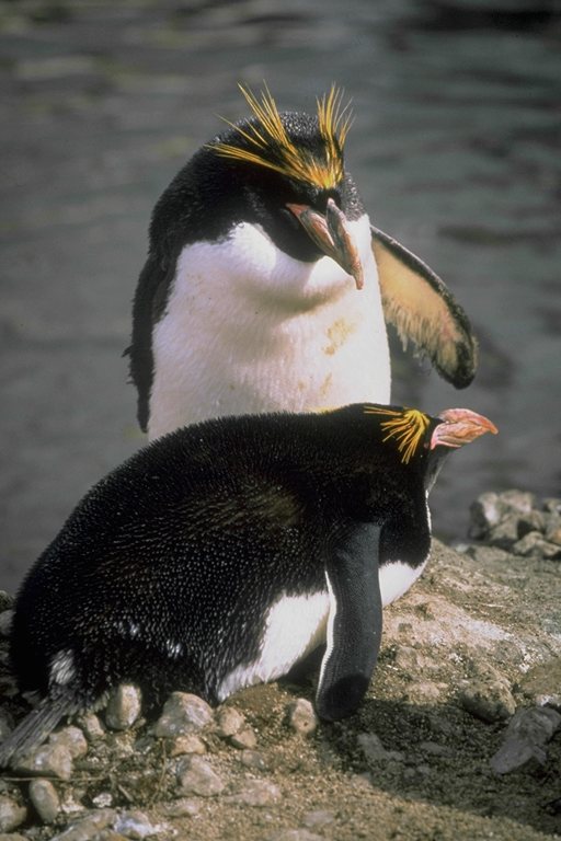  Falconiformes songbird bird