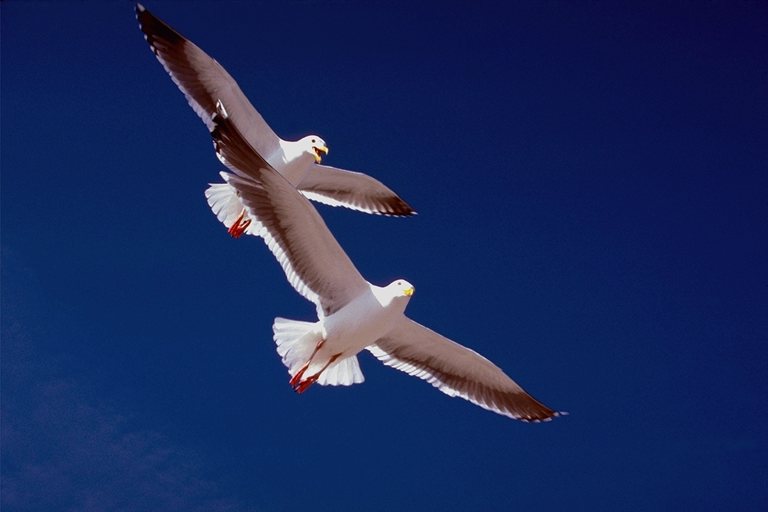  Falconiformes songbird bird