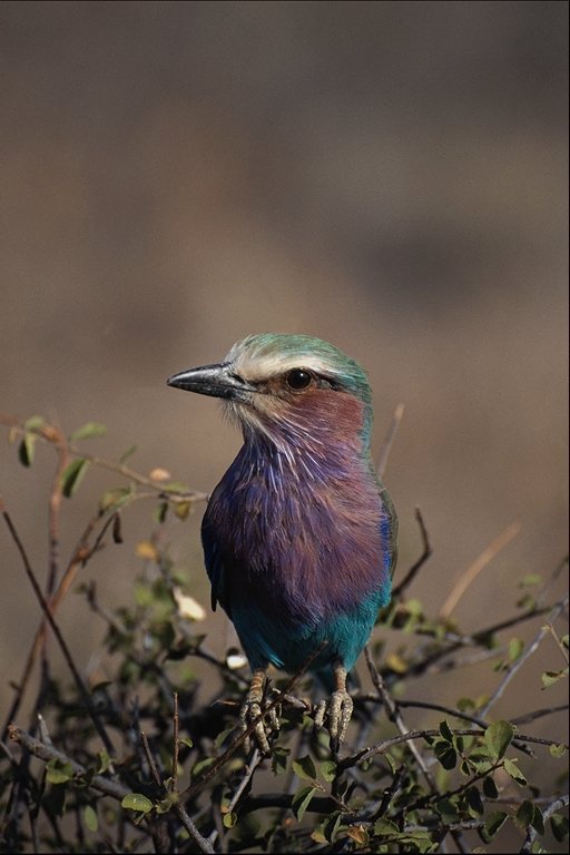  Falconiformes songbird bird