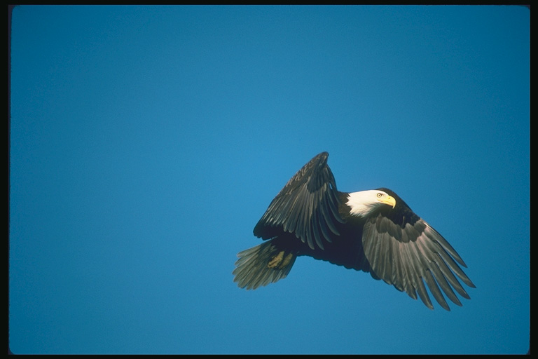  Falconiformes songbird bird