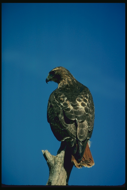  Falconiformes songbird bird