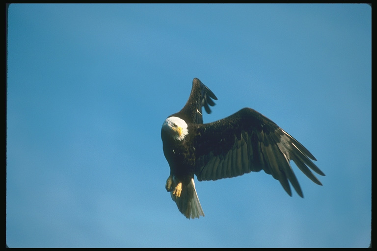  Falconiformes songbird bird