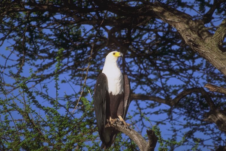  Falconiformes songbird bird